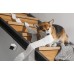 Book on Demand Ltd. Petcube Cam | Pet camera | WiFi, 1080p