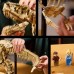 LEGO Jurassic World 76968 Szkielety dinozaurow: tyranozaur