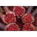 RWANDA MUHABURA FUNKY ANAEROBIC ESPRESSO 400g