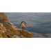 Aparat Podwodny Wodoszczelny 15m 16mp 1080p 4 Zoom Optyczny Wifi / Kodak Wpz2 / Orange