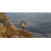 Aparat Podwodny Wodoszczelny 15m 16mp 1080p 4 Zoom Optyczny Wifi / Kodak Wpz2 / Orange