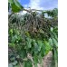 RWANDA MUHABURA ROYAL ROBUSTA OMNIROAST 1kg