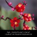 LEGO Icons Plum Blossom (10369)