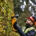 DeWalt DCMHT564N-XJ Hedge Trimmer - 18V - SOLO
