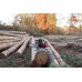 Maruyama MARUYAMA MCV6200 PIŁA PILARKA PRZECINARKA SPALINOWA ŁANCUCHOWA DO DREWNA 4.6KM / 50cm