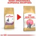 Royal Canin British Shorthair Kitten karma sucha dla kociąt, do 12 miesiąca, rasy brytyjski krótkowłosy 2kg