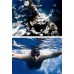 Telesin GoPro HERO 9–13 / MAX (GP-WBT-001)
