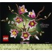 LEGO Botanicals Gałązki magnolii (11510)