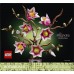 LEGO Botanicals Gałązki magnolii (11510)