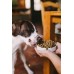 Josera Green Petfood Dog Sensitive Insects 3kg