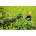 Bosch Shears rechargeable Universal HedgePole 18 Solo 43 cm