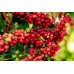 Qualia Caffe Szczeciński parzenie 9.0 Filtr 1kg