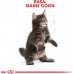 Royal Canin Kitten Food Maine Coon 36 Dry Mix 10kg