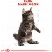 Royal Canin Kitten Food Maine Coon 36 Dry Mix 10kg