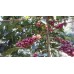 Qualia Caffe Rwanda Bukure Filtr 250g