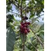 MUHABURA One & Only Filter 200g - Specialty Competition