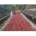 Qualia Etiopia Bensa Bombe 200g