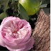 Chloe Chloe Rose Naturelle Intense Perfumowana Damska 30ML