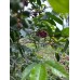 RWANDA MURAHO! Filter & Juicy Splash 1kg