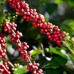 Ingagi Coffee Decaf Colombia Excelso Swiss Water 250g