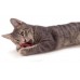 Petstages Precel